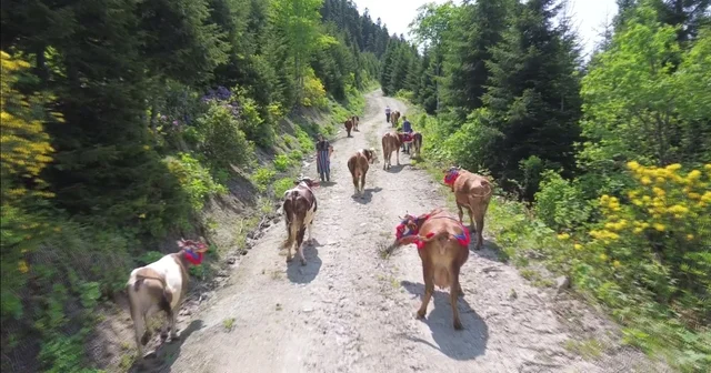 Karadeniz de türkülü manili renkli yayla göçü Trabzon Haberleri