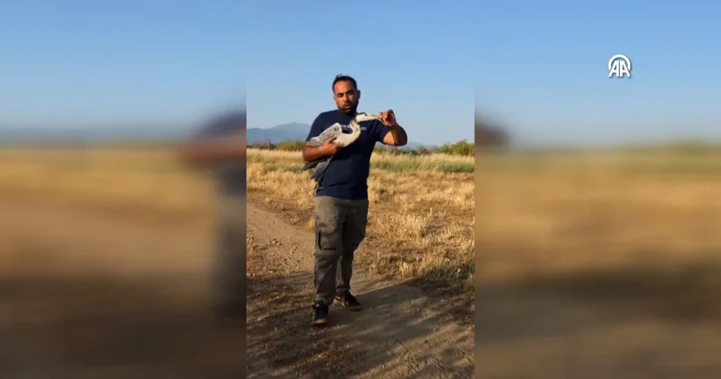 Tireli vatandaşla yaralı balıkçıl arasında Ege şivesiyle sohbet: Sosyal medya sallandı