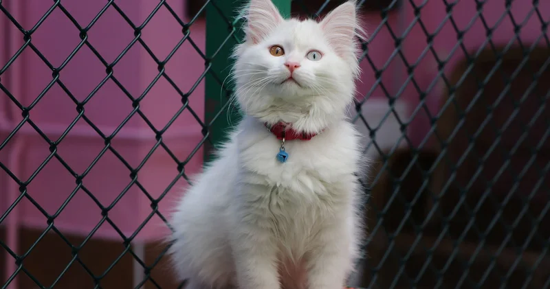 Van Kedi Villası na 55 melek katıldı