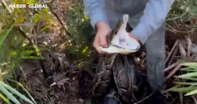 Dev pitonu 2 dakika 30 saniyede elleriyle etkisiz hale getirdi