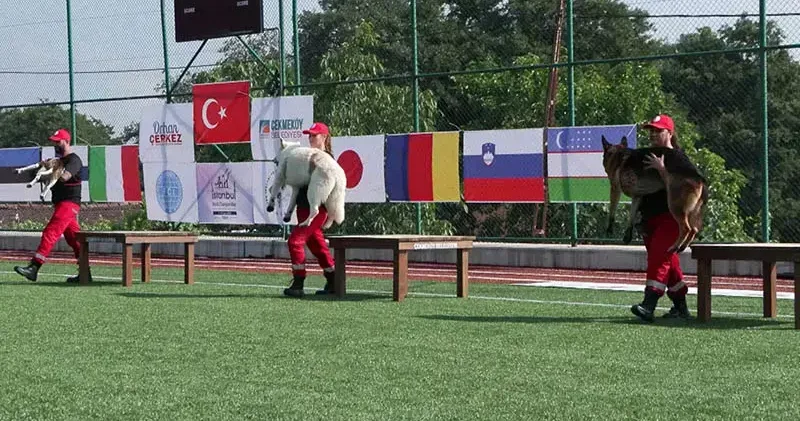 9 ülkeden 27 arama kurtarma köpeği İstanbul daki şampiyonada