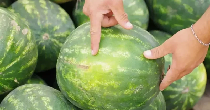 İyi, tatlı ve sulu karpuz seçmenin 5 altın kuralı! Bunların hepsini uygulayın