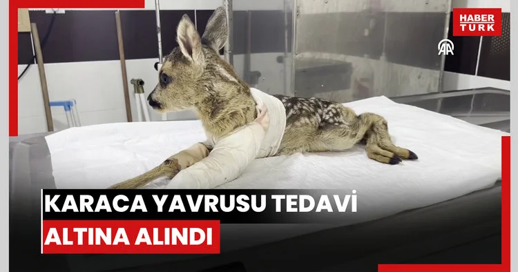 Aracın çarpması sonucu yaralanan karaca yavrusu tedavi altına alındı