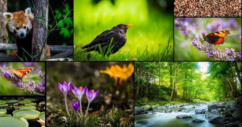 81 ilin canlı envanteri tamamlandı