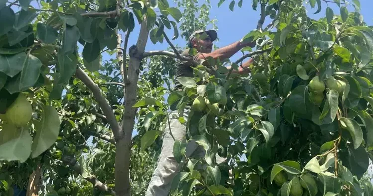 Tonlarca armut ve şeftaliyi koparıp yere atıyorlar