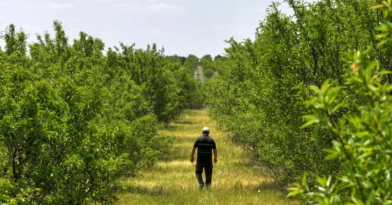 TİGEM in badem ormanları erozyonla ve zararlılarla mücadele ediyor