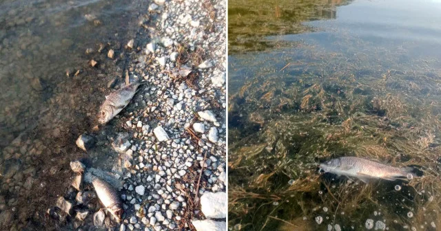 Eğirdir Gölü nde korkutan görüntü: Yüzlerce sazan balığı ölü bulundu Isparta Haberleri