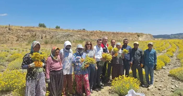 Bozdoğan’da lavanta ve altın otu hasadı yapıldı