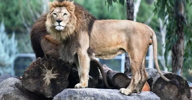 İzmir’de aslan dehşeti! İzmir de aslan yavrusu yetişkin aslan tarafından öldürüldü