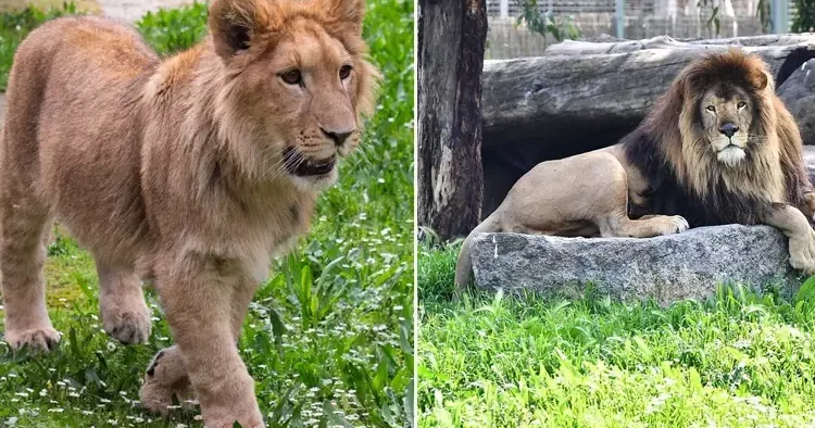 İzmir de aslan dehşeti! Aslanların lideri öldürdü
