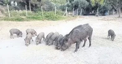 FUNDA KARAYEL Yaban hayvanlarının yaşam hakkı yok mu?