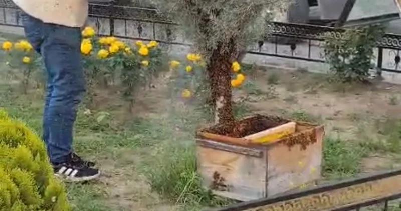 Kovandan kaçan kraliçenin peşinden gelen binlerce arı kenti istila etti