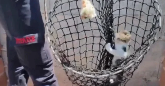 Ekipler mahsur kalan kedi için seferber oldu VİDEO İZLE