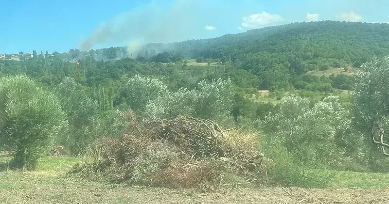 Çanakkale deki orman yangınının çıkış nedeni, sigara izmariti