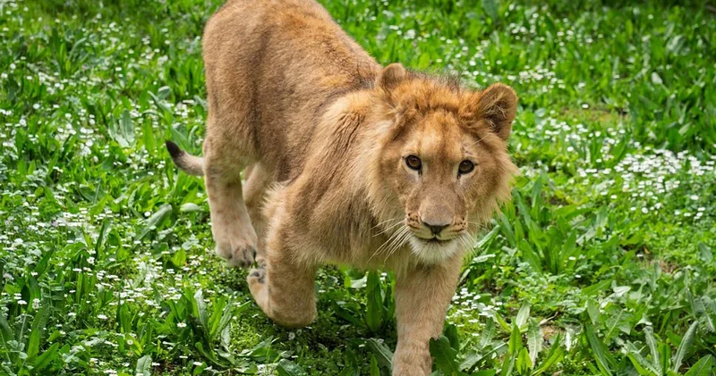 İsmi anketle belirlenen genç aslan, İzmir deki doğal yaşam parkında bir başka aslan tarafından öldürüldü
