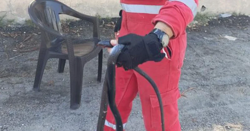 Evde yılan paniği