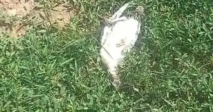 Ağrı’da başıboş köpekler dehşet saçtı: 25 hindi ve tavuk telef oldu