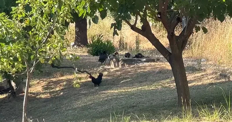 Belde merkezinde küçük ve büyükbaş ile kanatlı hayvan beslemek yasaklandı