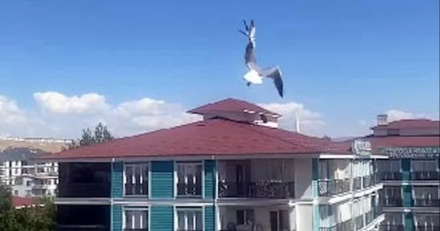 Van da ipe dolanan martı itfaiye ekipleri tarafından kurtarıldı VİDEO İZLE