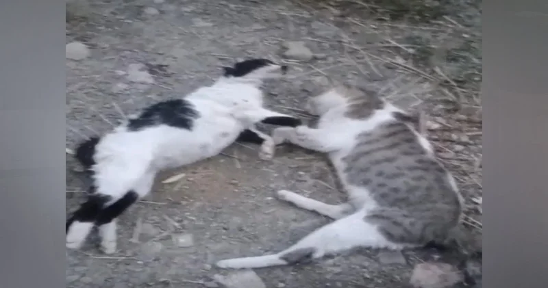 Hakkari de masum can katliamı: 10 köpek, 5 kedi ve 3 tilki katledildi