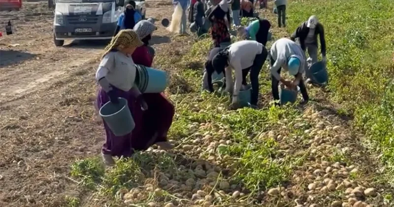 Marketlerin verdiği fiyat isyan ettirdi, halka bedava dağıttı Sözcü Gazetesi