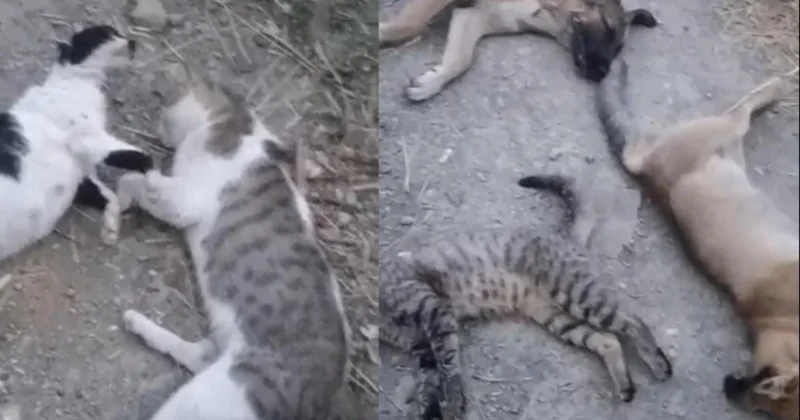 Bu görüntüler Yüksekova dan... Sokakta ne kadar hayvan varsa öldürmüşler Sözcü Gazetesi