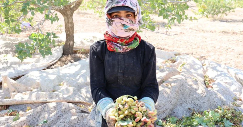 Yeşil altın da hasat zamanı; tarlada 120 TL ye satılıyor