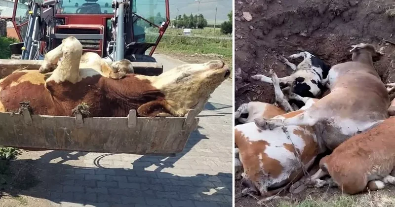Ardahan ın sessiz çığlığı! Ölen hayvan sayısı korkunç boyutlara ulaştı