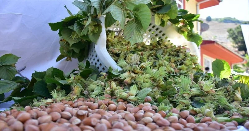 Trabzon da örnek bahçeyle 60 kilo tarihe karışıyor: Fındık verimi dönümde 250 kilogramı gördü