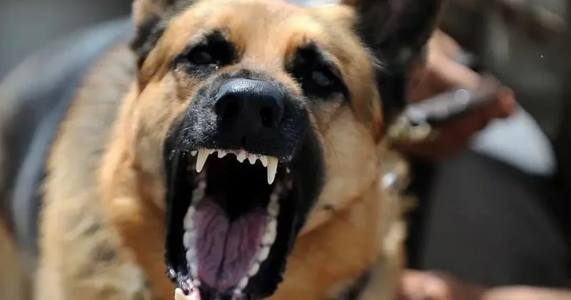 4 sokak köpeğinin saldırısına uğrayan adam silahına davrandı