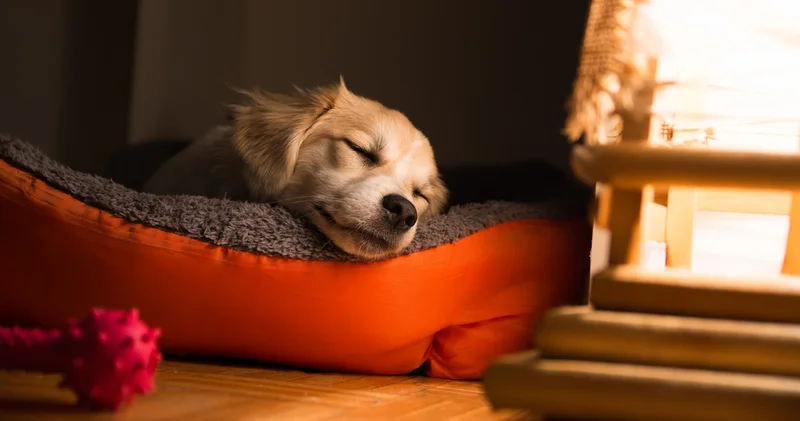 Köpeğiniz nasıl uyuyor hiç dikkat ettiniz mi? Patili dostlarımızın uyku şekilleri bize onlar hakkında çok şey anlatabilir!