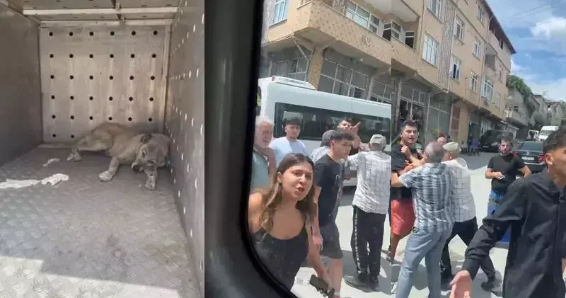 Avcılar da çocuğu kovaladığı iddia edilen 2 köpek barınağa götürülürken mahalleli tepki gösterdi