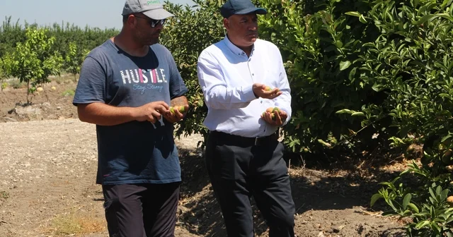 Adana da aşırı sıcaklar ve poyraz limonu yaktı Adana Haberleri