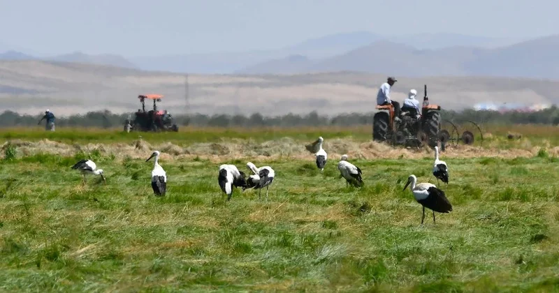 Kars ta hasat bereketiyle başladı: Leylekler dolup taştı Sözcü Gazetesi