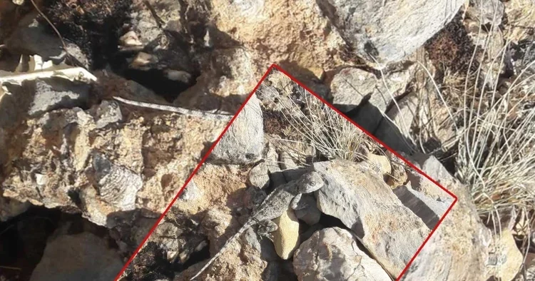 Tunceli’nin Çemişgezek ilçesinde görüldü! Kırmızı listede yer alıyor: Yıllardır dağlardayım ilk kez gördüm