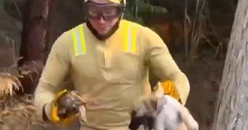 Köpek yavrusunu ve kaplumbağayı böyle kurtardı