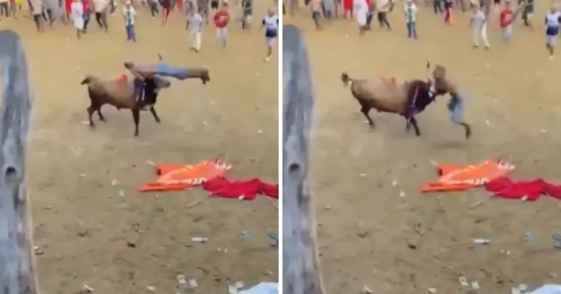 Boğa güreşi festivalinde matador aldığı boynuz darbesi ile feci şekilde can verdi