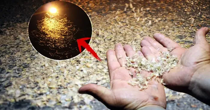 Sakarya da yol beyaza büründü: Kar değil, birgün sineklerinin ölüm dansı