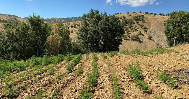 Bingöl de 6 bin 704 kök kenevir ile 4 bin 612 kök skunk bitkisi ele geçirildi Bingöl Haberleri
