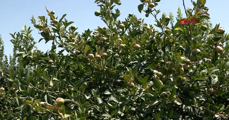 Adana nın karşı durulamayan sıcağı bu kez de limonu vurdu