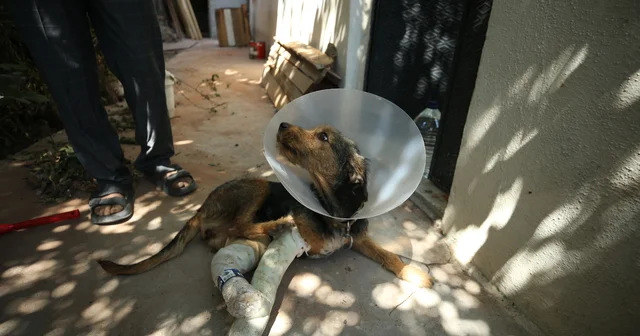 Balıkesir Sındırgı daki depremde düşen molozun altında kalarak yaralanan köpek tedavi edildi Balıkesir Haberleri