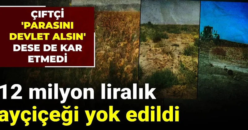 12 milyon liralık ayçiçeği yok edildi: Çiftçi parasını devlet alsın dese de kar etmedi
