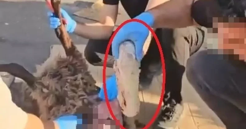 Ölü koyun üzerinden uyuşturucu sevkiyatı! Ekiplerin radarına takıldı