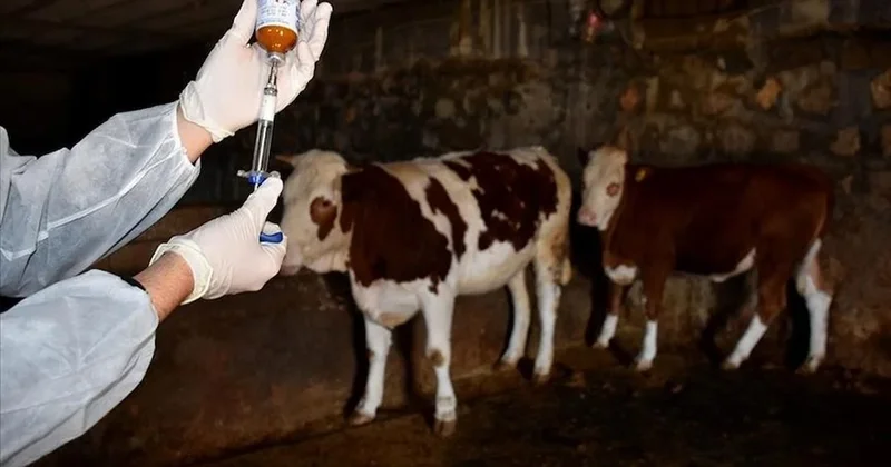 Şap hastalığının yeni serotipine karşı 15 milyon doz aşı sahaya indirildi Sözcü Gazetesi
