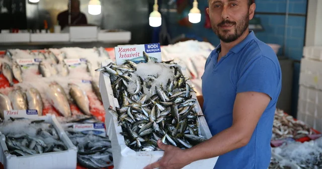 Karadenizli balıkçıların tezgahlarında yeni sezonda en çok istavrit yer alıyor Ordu Haberleri