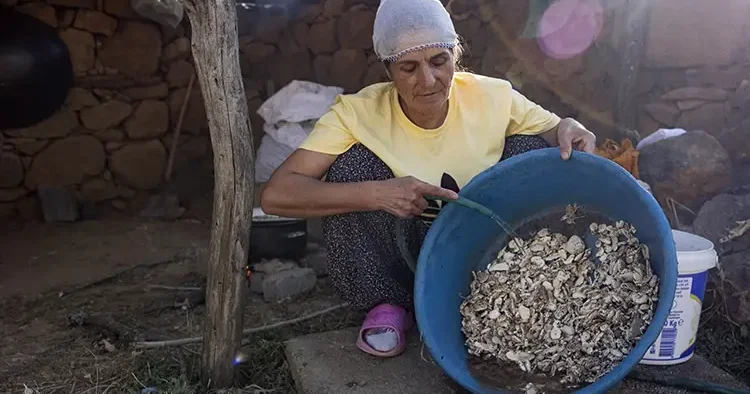 Kökten gelen lezzet! Köylüler kilosunu 5 bin TL ye satıyor