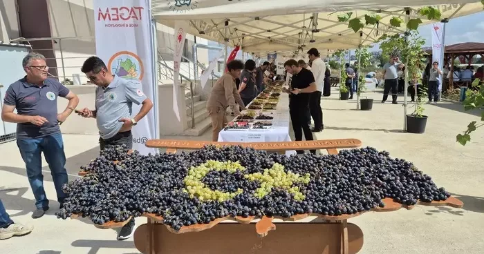 Tekirdağ’da üzüm şöleni: Onlarca yeni çeşit tanıtıldı