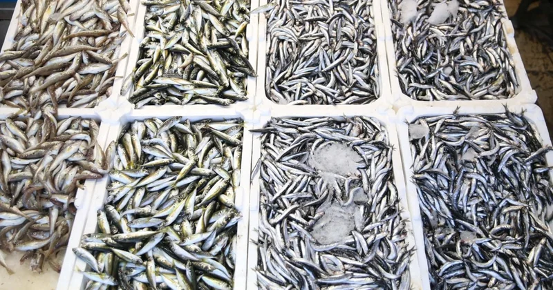 Geçen yıl palamut bolluğu vardı, bu yıl istavrit öne çıktı: Fiyatlar 100 liradan başlıyor Sözcü Gazetesi