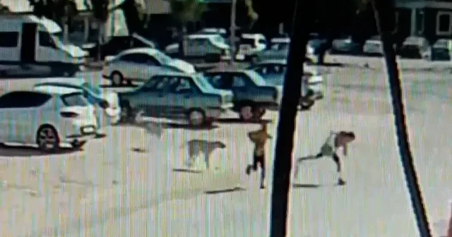 Hatay’da sahipsiz köpekler dehşet saçtı: Kaçan çocuk yere düştü imdadına vatandaşlar yetişti VİDEO İZLE