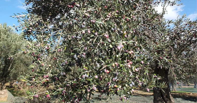 YK Enerji, zeytin sayımı için Akbelen de: Meclis ten geçen maden yasası ve bu yasaya sığınarak atılan her adım bizim içim hükümsüz!